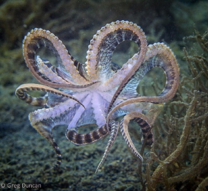 Mimic octopus in flight by Greg Duncan 